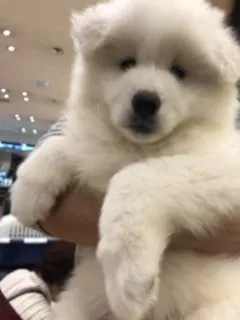 H.K 様のお迎えした子犬