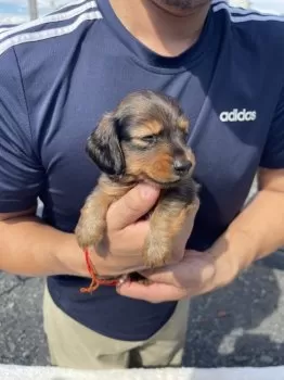 K.S 様のお迎えした子犬
