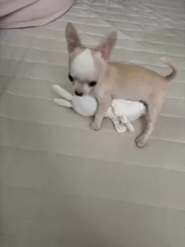 H.K 様のお迎えした子犬