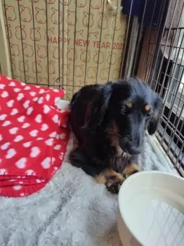 R.I 様のお迎えした子犬