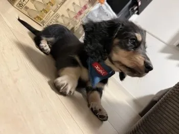 N.H 様のお迎えした子犬