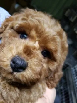 M.M 様のお迎えした子犬