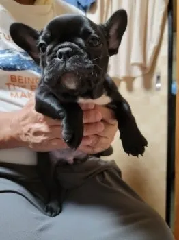 くぅちゃんママ 様のお迎えした子犬