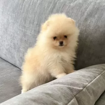 A.O 様のお迎えした子犬