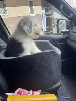 H.S 様のお迎えした子犬