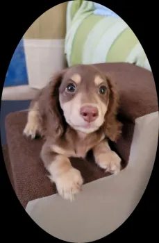 ラテ 様のお迎えした子犬