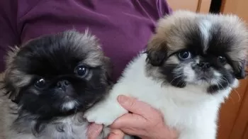 Anne & Renn 様のお迎えした子犬