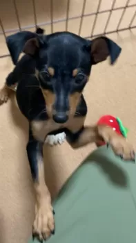 KanaTa 様のお迎えした子犬