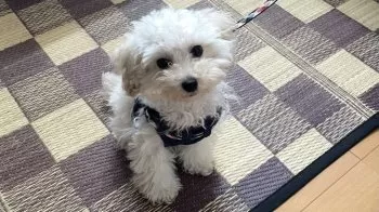 N.M 様のお迎えした子犬