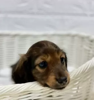 はるちゃん 様のお迎えした子犬