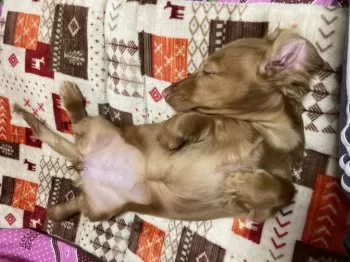 Y.Ｉ 様のお迎えした子犬