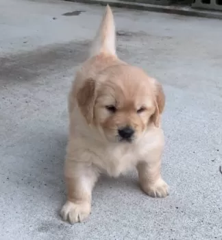 m 様のお迎えした子犬