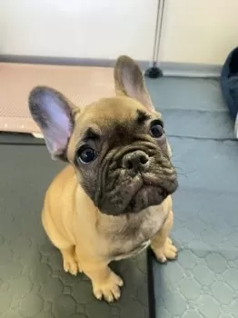 ボノビートママ 様のお迎えした子犬