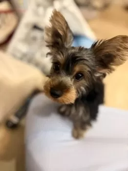 Y.U 様のお迎えした子犬