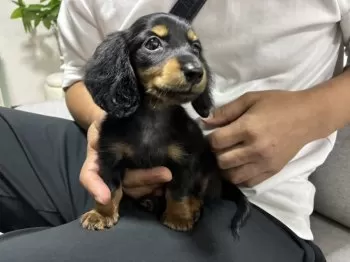 T.W 様のお迎えした子犬