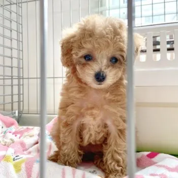 Moca's mom 様のお迎えした子犬