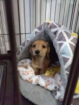 なまこちゃん 様のお迎えした子犬