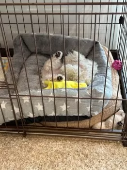 M.C 様のお迎えした子犬