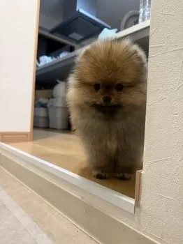 N.K 様のお迎えした子犬