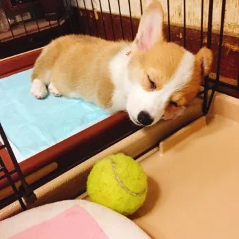 チロル 様のお迎えした子犬
