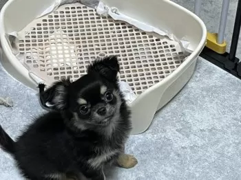 ゆの 様のお迎えした子犬