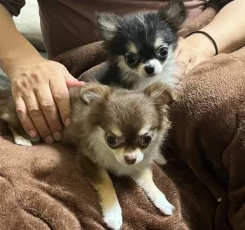 M.M 様のお迎えした子犬
