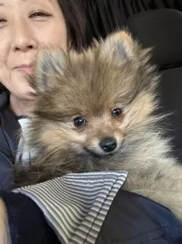 きよみママ 様のお迎えした子犬