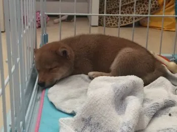 ebizou1 様のお迎えした子犬