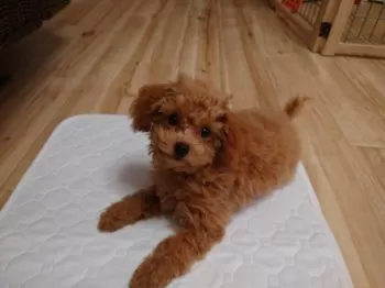 すず 様のお迎えした子犬