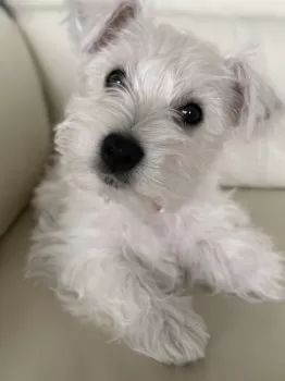 takemari.chan 様のお迎えした子犬