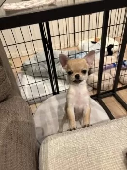 K.I 様のお迎えした子犬