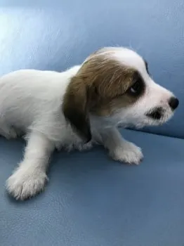 ぽめば 様のお迎えした子犬