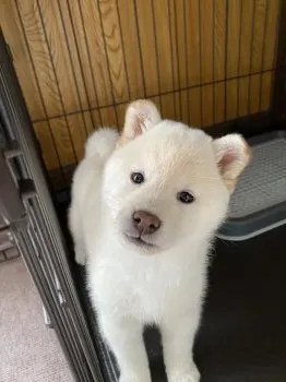 Y.Y 様のお迎えした子犬