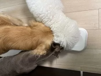 A.M 様のお迎えした子犬