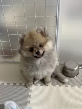 H.O 様のお迎えした子犬