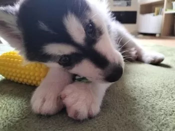 らんぐら 様のお迎えした子犬