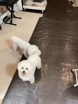 A.N 様のお迎えした子犬