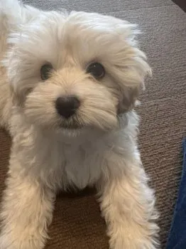 ごま 様のお迎えした子犬