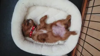 モカ 様のお迎えした子犬