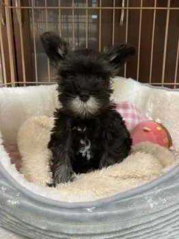 テン 様のお迎えした子犬