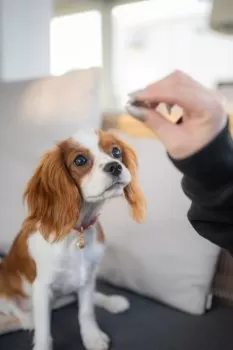 Y.T 様のお迎えした子犬