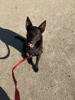 はっせ 様のお迎えした子犬