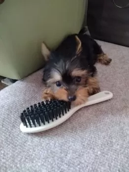 ひでさん 様のお迎えした子犬
