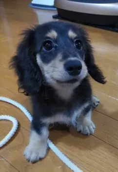 ノアfamily 様のお迎えした子犬