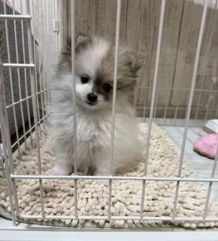 M.H 様のお迎えした子犬