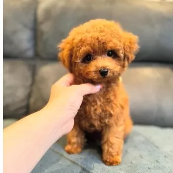 loco_o301 様のお迎えした子犬