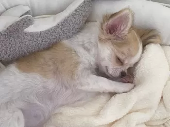 おこげとちくわのママ 様のお迎えした子犬