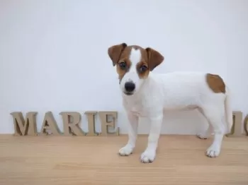 TOSHI 様のお迎えした子犬