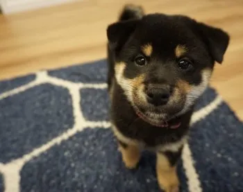 ぬま 様のお迎えした子犬