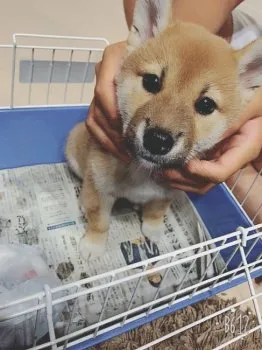 なおなお 様のお迎えした子犬